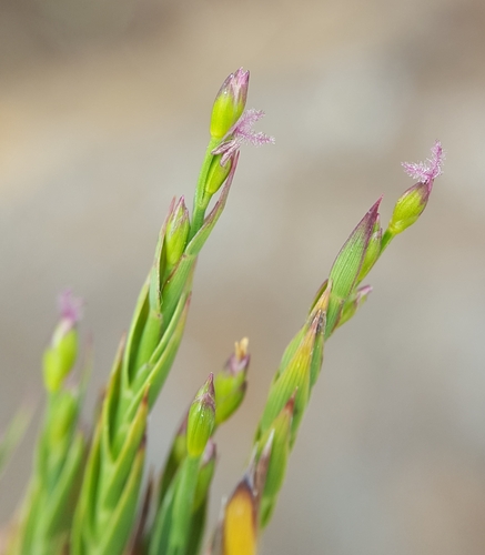 Panicum lycopodioides image