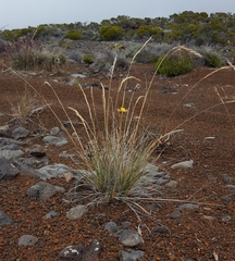 Festuca borbonica