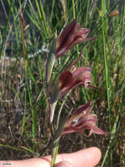 Gladiolus hyalinus