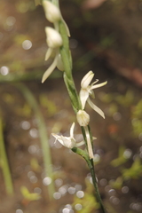 Habenaria propinquior