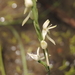 Habenaria propinquior - Photo (c) coenobita, some rights reserved (CC BY), uploaded by coenobita