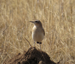 Oenanthe isabellina