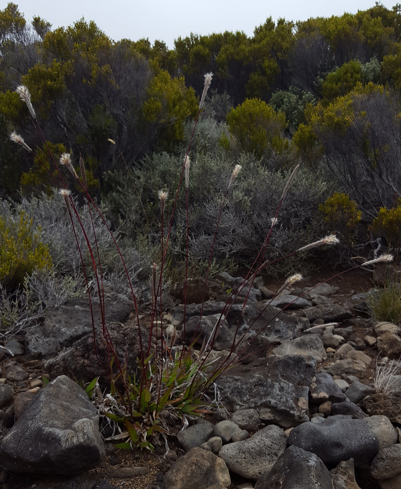 (c) François Rousseu, certains droits réservés (CC BY-NC) https://www.inaturalist.org/observations/149119977