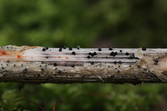 Leptosphaeria acuta