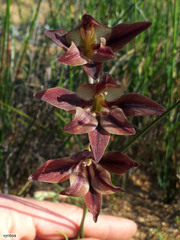 Gladiolus hyalinus