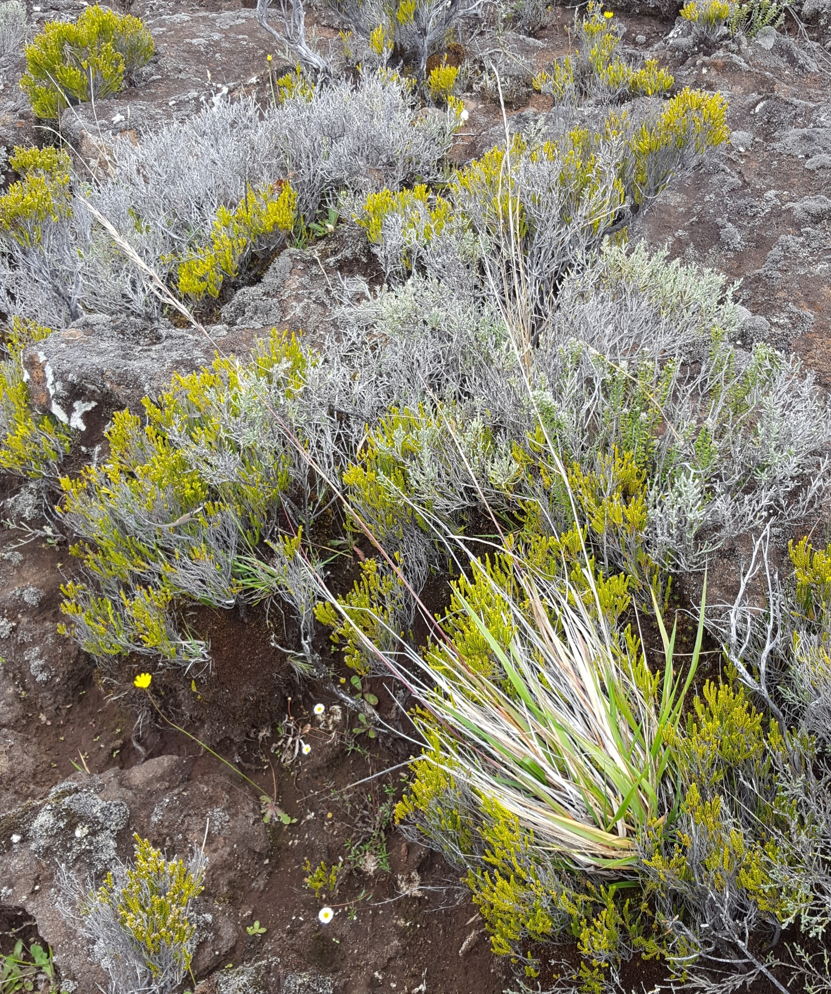 (c) François Rousseu, certains droits réservés (CC BY-NC) https://www.inaturalist.org/observations/149119979