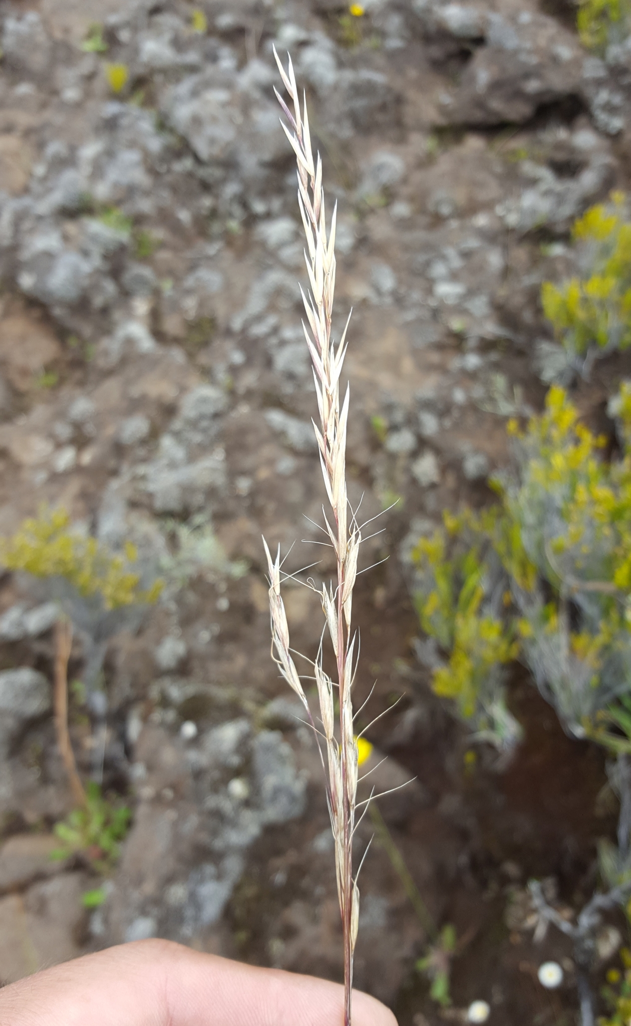(c) François Rousseu, certains droits réservés (CC BY-NC) https://www.inaturalist.org/observations/149119979