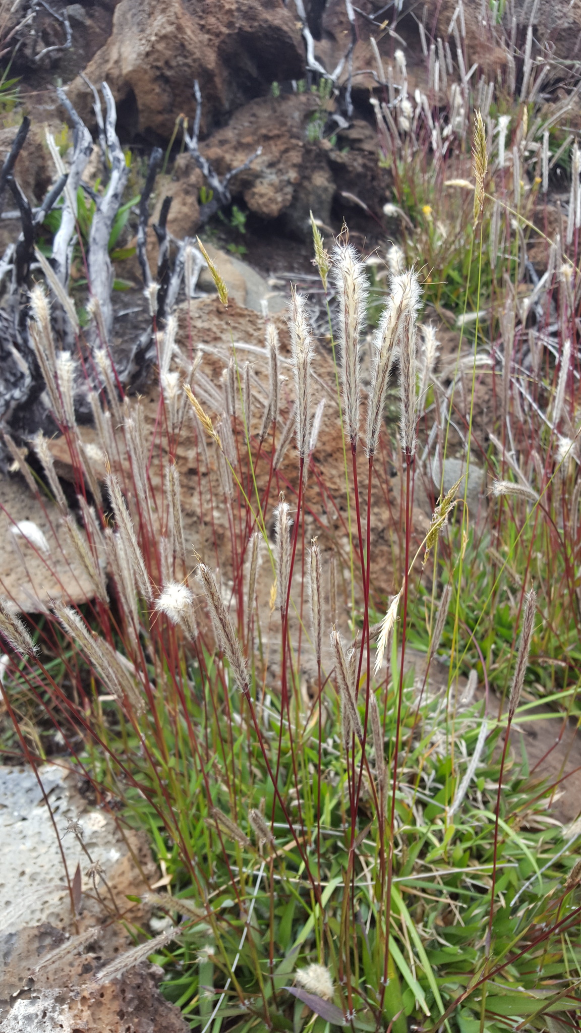 (c) François Rousseu, certains droits réservés (CC BY-NC) https://www.inaturalist.org/observations/149119981