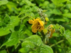 Senna hirsuta