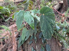 Begonia lukuana