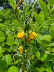 Senna hirsuta