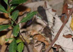 Ceriagrion aeruginosum