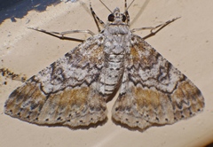 Cleora decisaria