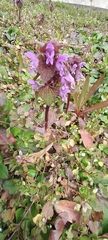 Lamium purpureum