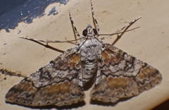Cleora decisaria