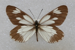 Aporia acraea