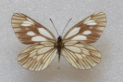 Aporia acraea