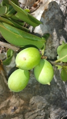 Sapotaceae