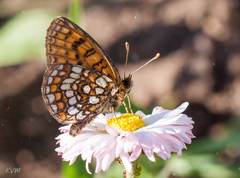 Melitaea athalia