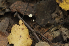 Marasmius epiphyllus