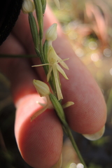 Habenaria propinquior