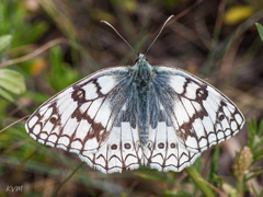 Melanargia russiae