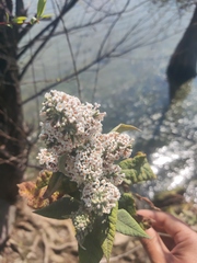 Buddleja officinalis