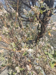 Buddleja officinalis