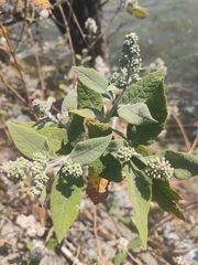 Buddleja officinalis