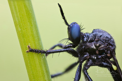 Dioctria atricapilla