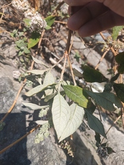 Buddleja officinalis