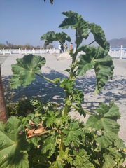 Malva verticillata