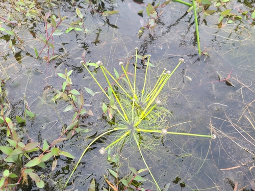 Eriocaulon setaceum