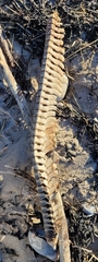 Delphinoidea