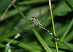 Orthetrum sabina