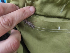 Stenopsyche marmorata