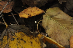 Marasmius epiphyllus