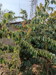 Elaeagnus conferta