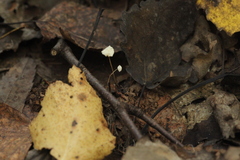 Marasmius epiphyllus