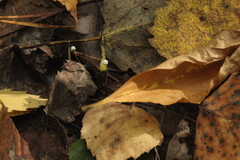 Marasmius epiphyllus