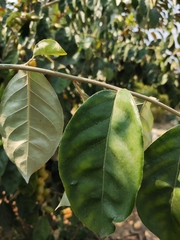 Elaeagnus conferta