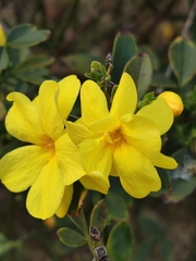 Jasminum mesnyi