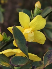 Jasminum mesnyi
