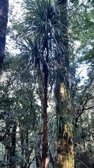 Dracophyllum traversii