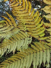 Alsophila spinulosa