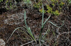 Allium strictum