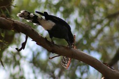 Acrophylla enceladus