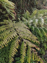 Alsophila spinulosa