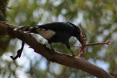 Acrophylla enceladus