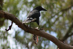 Acrophylla enceladus